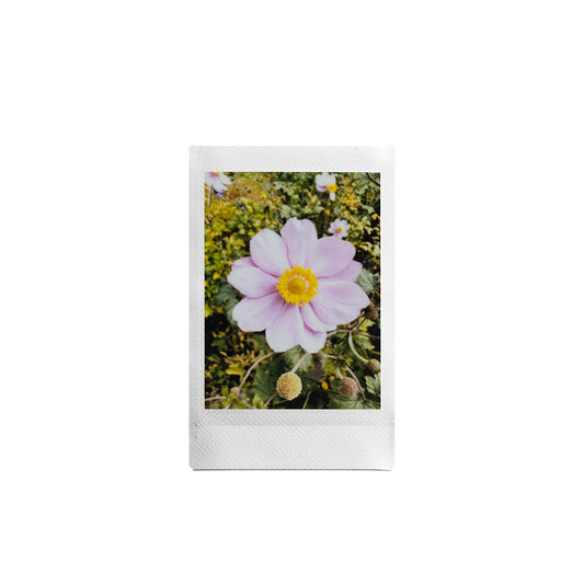 Fujifilm INSTAX Mini - 10 Pack Film - White