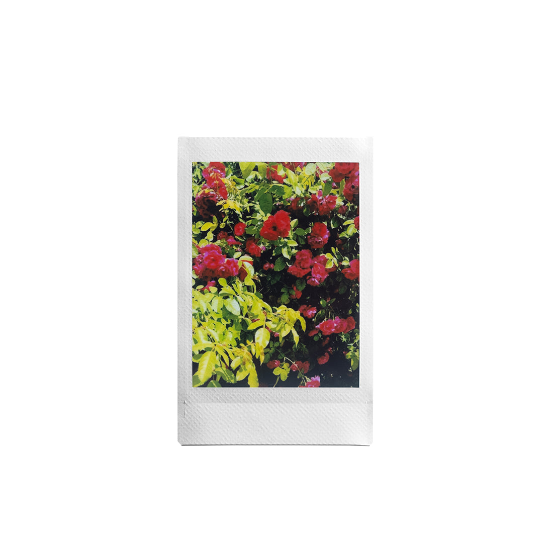 Fujifilm INSTAX Mini - 10 Pack Film - White